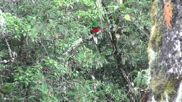 Resplendent Quetzal (Costa Rican) - ML201208851