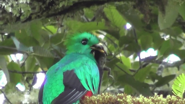 Quetzal resplendissant (costaricensis) - ML201208861