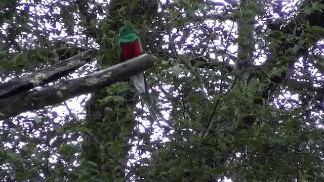 Quetzal resplendissant (costaricensis) - ML201208871