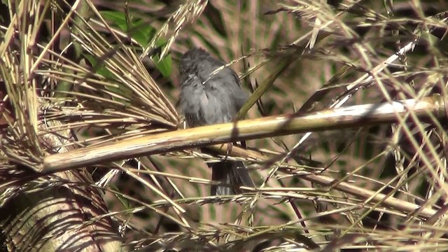 Peg-billed Finch - ML201208901