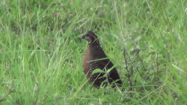 Spot-bellied Bobwhite - ML201208931