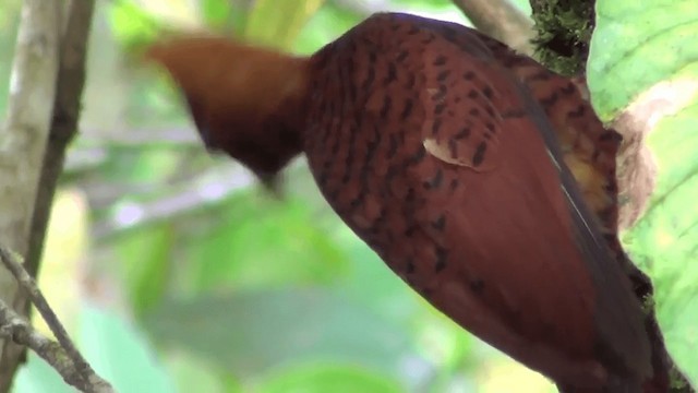 Chestnut-colored Woodpecker - ML201208951