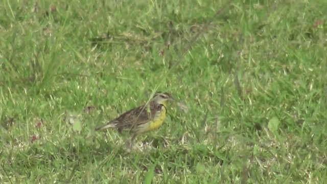 Eastern Meadowlark (Eastern) - ML201208971