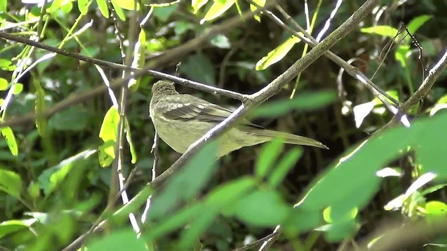 Mountain Elaenia - ML201208991