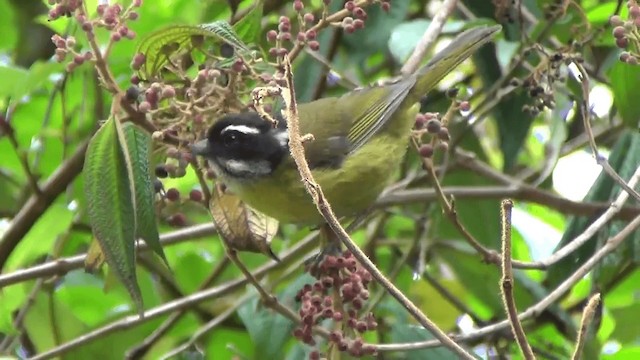 マミジロヤブフウキンチョウ - ML201209011