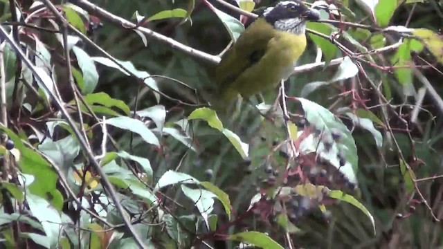 マミジロヤブフウキンチョウ - ML201209021