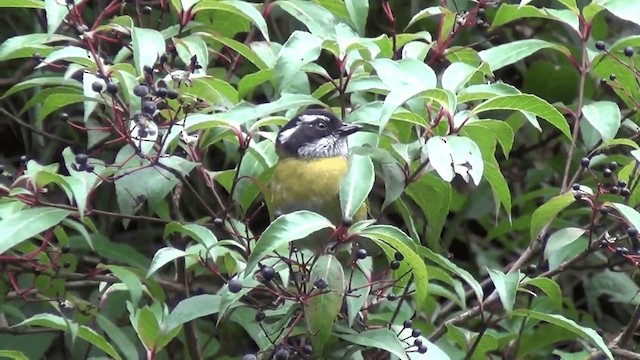 Weißbrauen-Grünammer - ML201209031