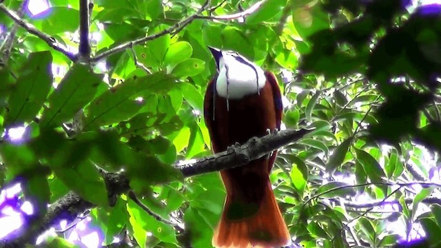 Three-wattled Bellbird - ML201209061