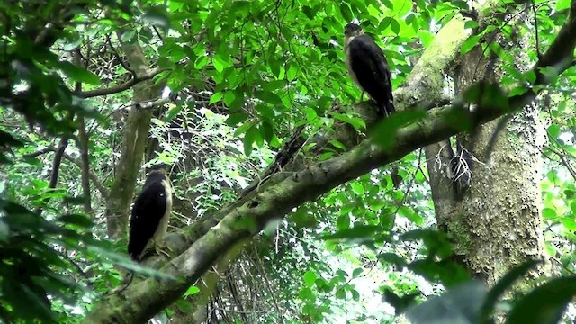 Bicolored Hawk (Bicolored) - ML201209071