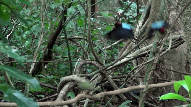 Long-tailed Manakin - ML201209081