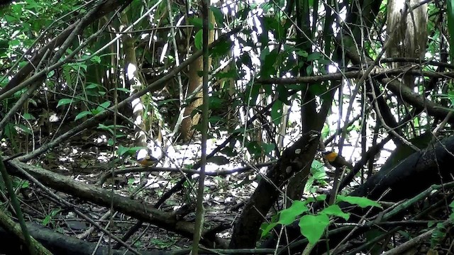 Orange-collared Manakin - ML201209111