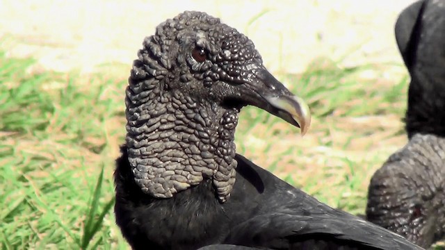Black Vulture - ML201209141