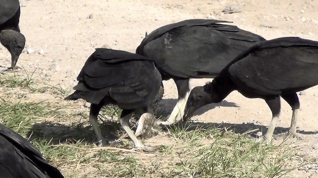 Black Vulture - ML201209151