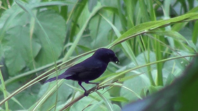 Blue-black Grosbeak - ML201209231