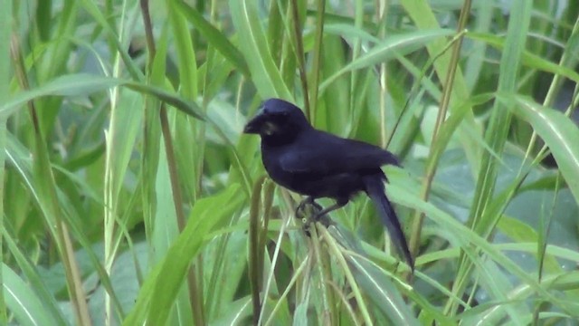 Blue-black Grosbeak - ML201209241