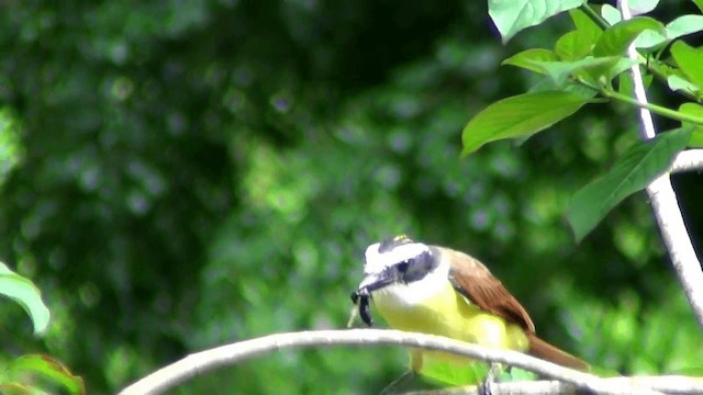 Great Kiskadee - ML201209261