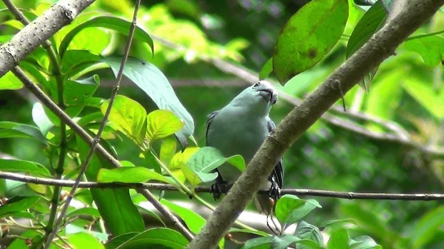 Blue-gray Tanager (Blue-gray) - ML201209271