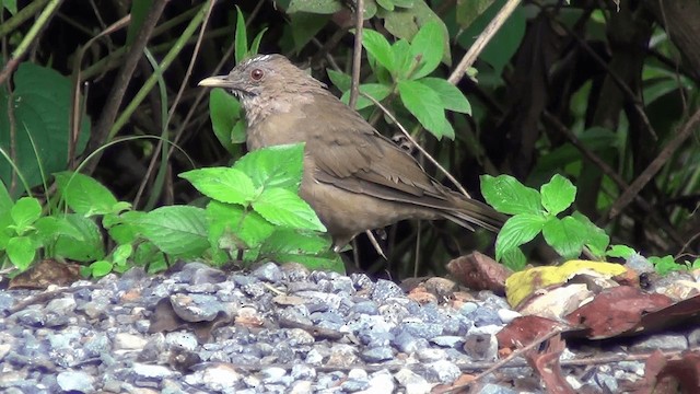 Clay-colored Thrush - ML201209301