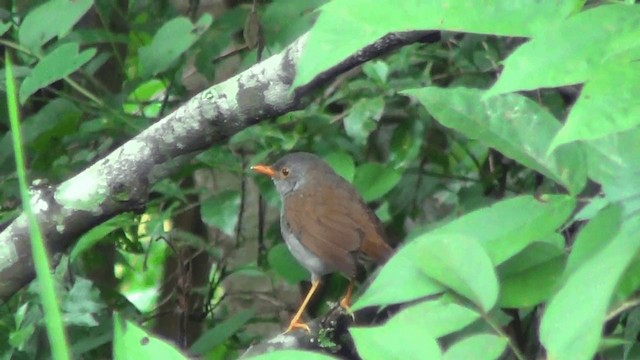 Orange-billed Nightingale-Thrush - ML201209321