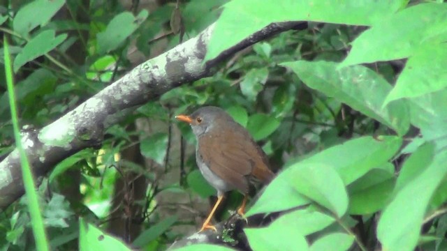 Orange-billed Nightingale-Thrush - ML201209321