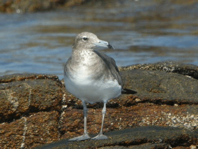 Sooty Gull - ML201209361