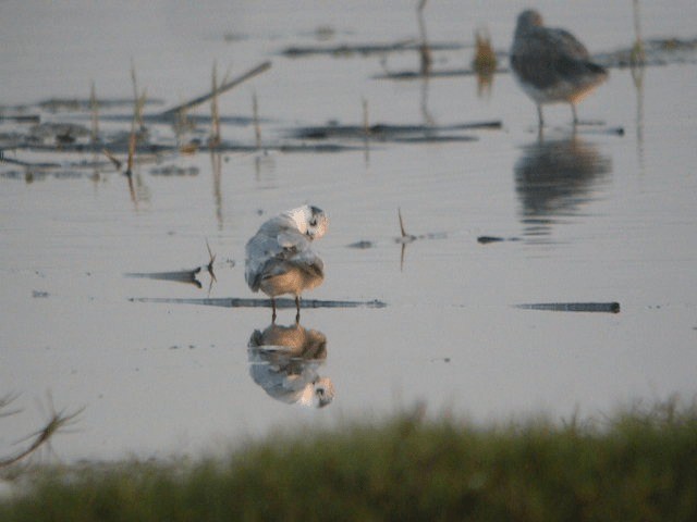 Whiskered Tern - ML201209391