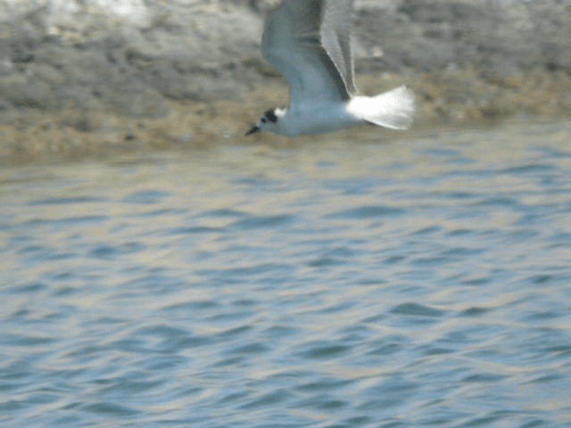 White-winged Tern - ML201209401