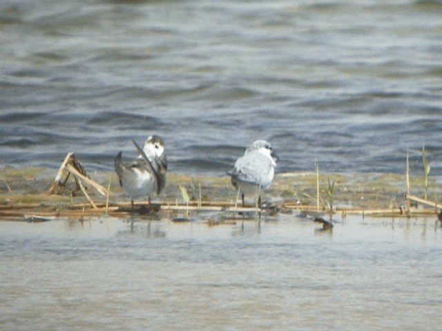 Крячок білокрилий - ML201209421