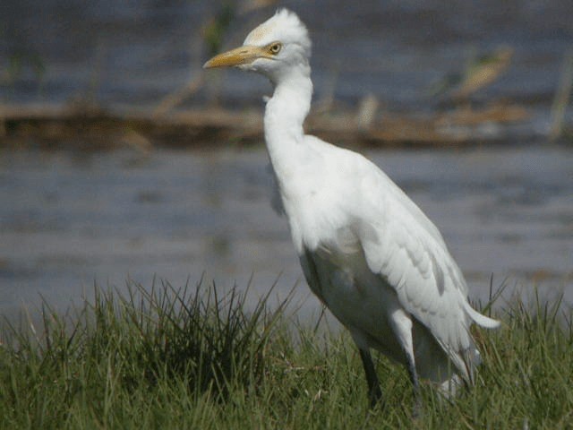 Египетская цапля (ibis) - ML201209461