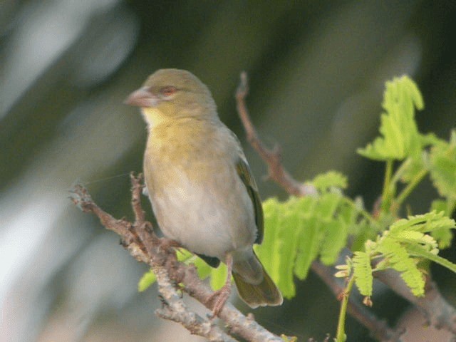 キイロハタオリ - ML201209521