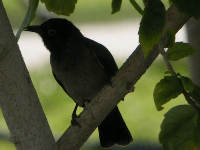 White-spectacled Bulbul - ML201209541