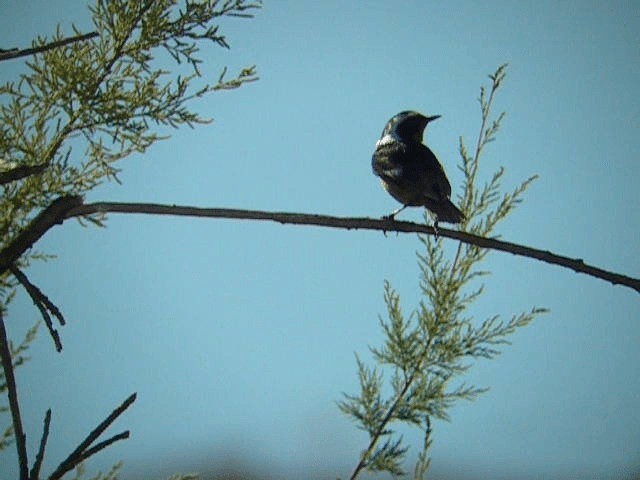 Rougequeue de Moussier - ML201209671