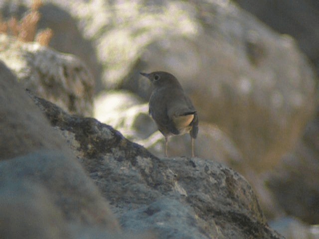 Common Nightingale (megarhynchos/africana) - ML201209771