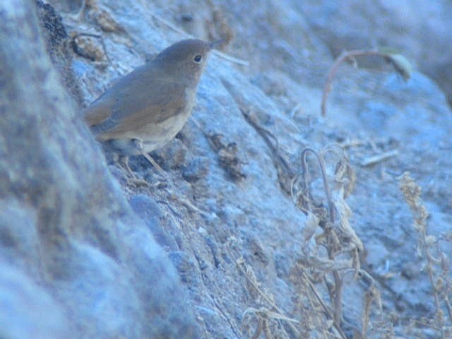 Common Nightingale (megarhynchos/africana) - ML201209781