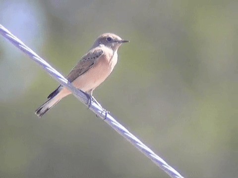 Eastern Black-eared Wheatear - ML201209801