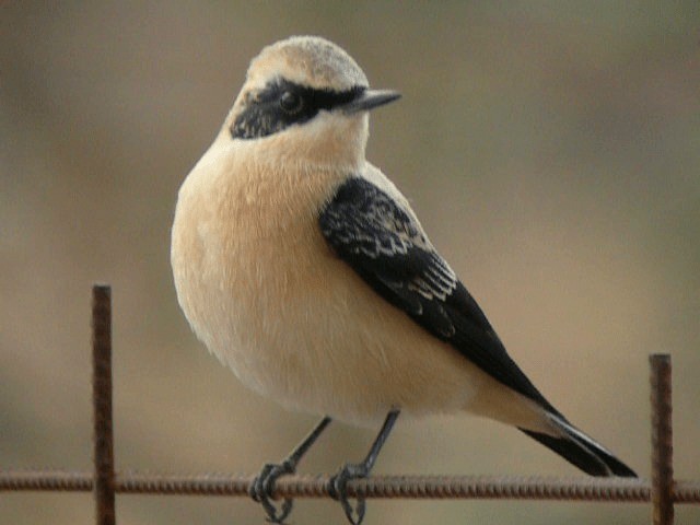 Eastern Black-eared Wheatear - ML201209821