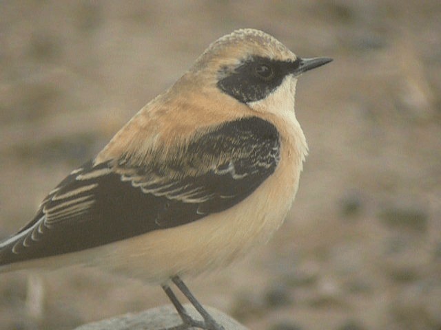 Eastern Black-eared Wheatear - ML201209831