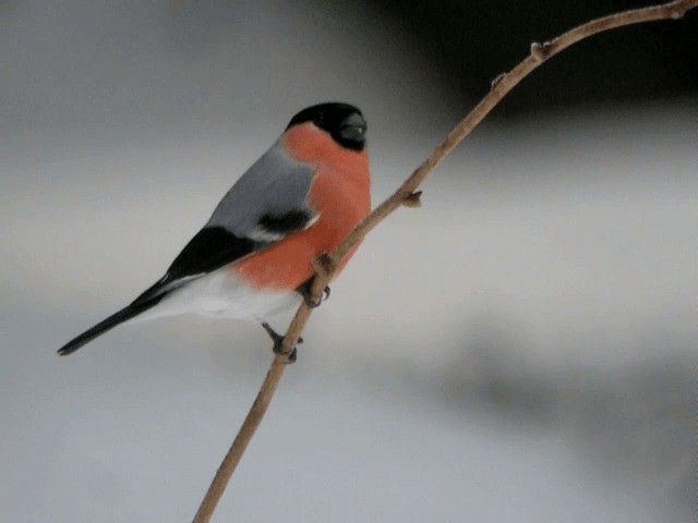 Eurasian Bullfinch (Eurasian) - ML201210201