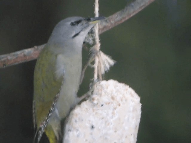 Gray-headed Woodpecker (Gray-headed) - ML201210231