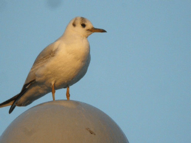 Mouette rieuse - ML201210331