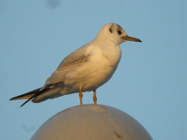 Gaviota Reidora - ML201210351