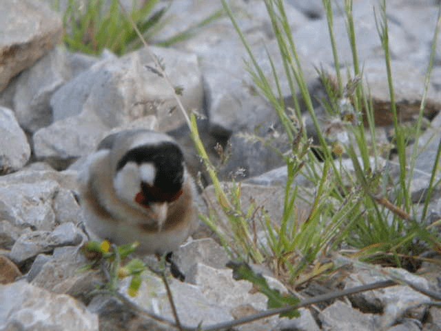 Chardonneret élégant (groupe carduelis) - ML201210381