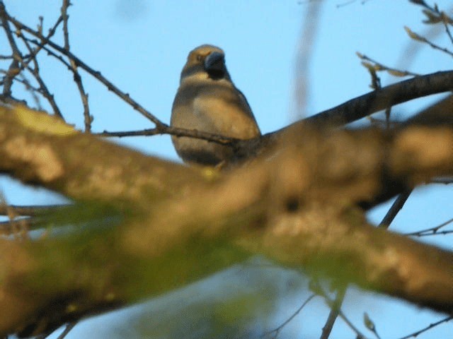 Gros-bec casse-noyaux - ML201210391