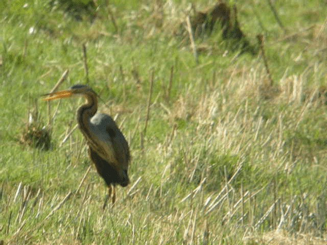 Purple Heron (Purple) - ML201210401