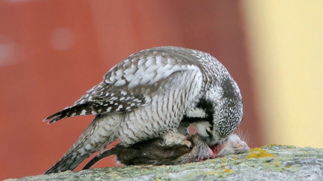 Northern Hawk Owl (Eurasian) - ML201210411