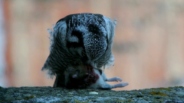 Northern Hawk Owl (Eurasian) - ML201210421