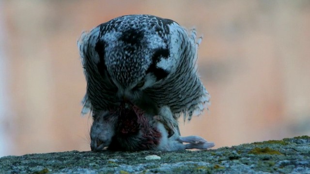 Northern Hawk Owl (Eurasian) - ML201210431