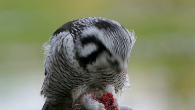 Northern Hawk Owl (Eurasian) - ML201210451