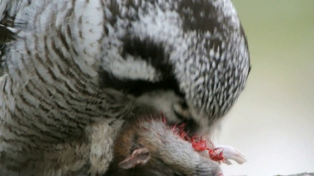 Northern Hawk Owl (Eurasian) - ML201210461