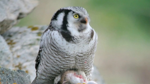 Northern Hawk Owl (Eurasian) - ML201210471